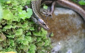 Fallas Skink