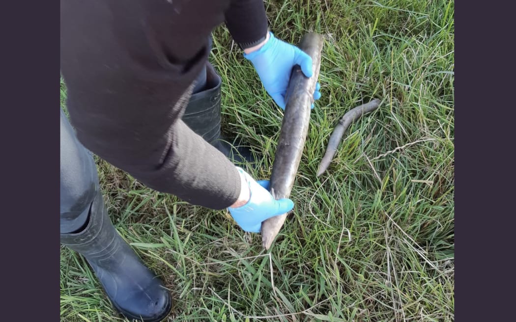 Environment Southland investigated the discovery of dead eels in the Low Burn Stream at Nicholson Road, Brydone.