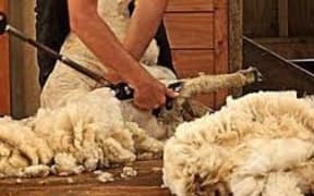 shearing