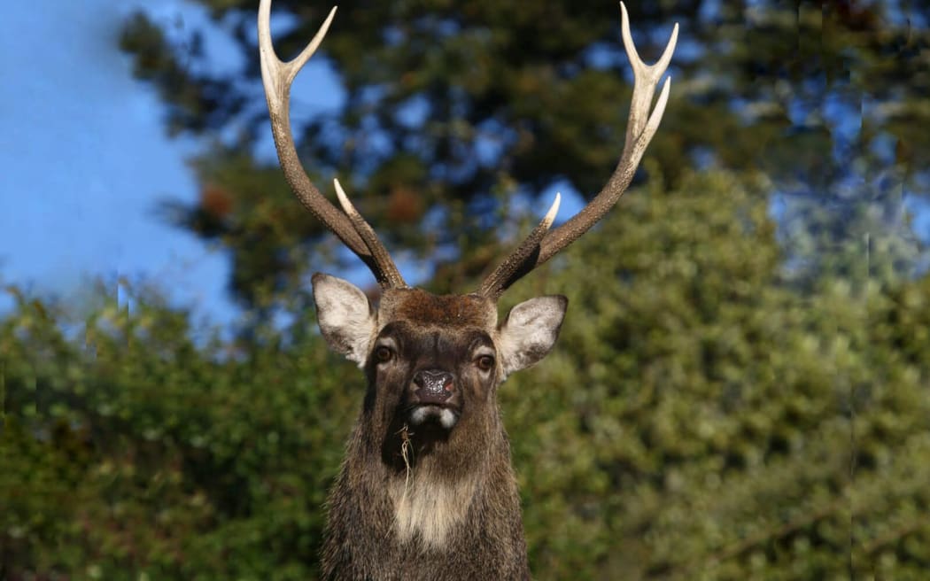 The Japanese Sika deer was introduced to New Zealand in 1905