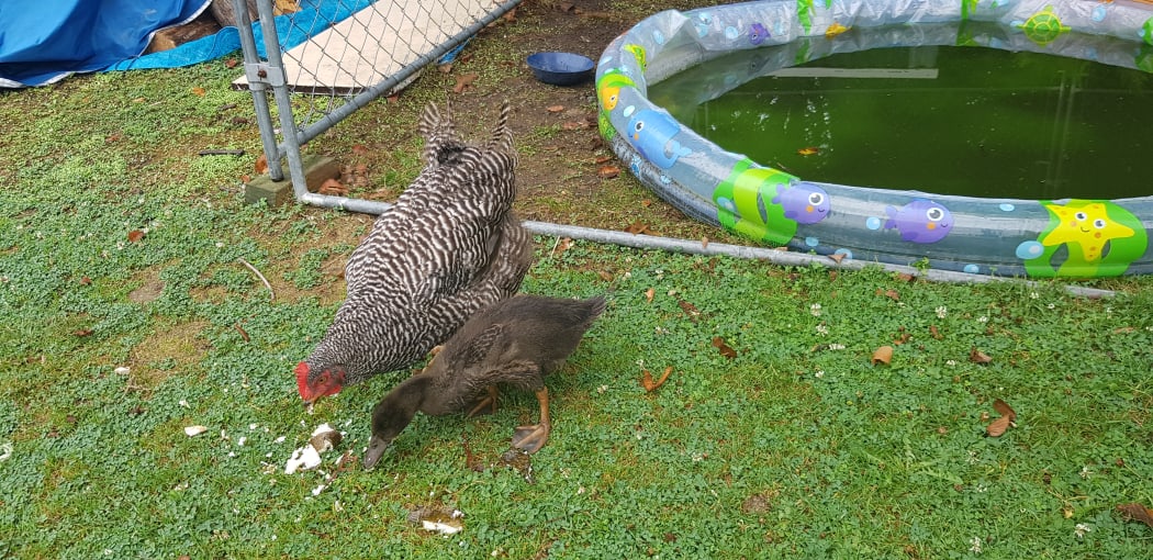 Rachael's duckling is being raised by a hen