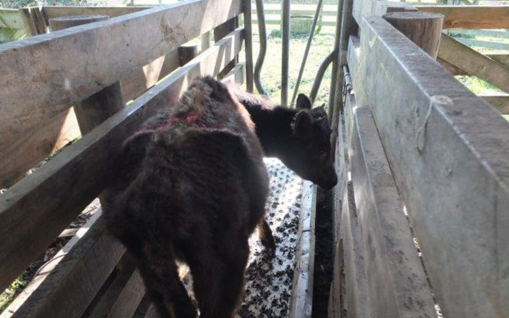Cows found in poor condition on Waikato farm - Quigleys property in Matamata - prosecuted by Ministry of Primary Industries