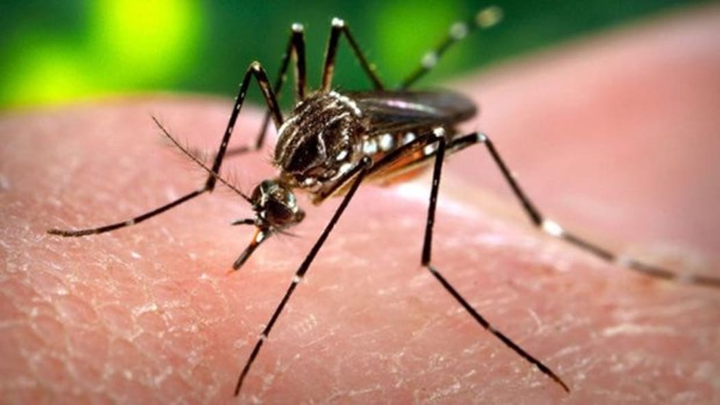 zika mosquito