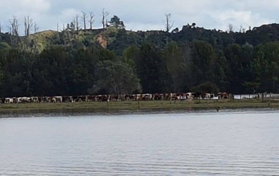 Bruce Fowl's farm near Whakatane, under floodwaters.