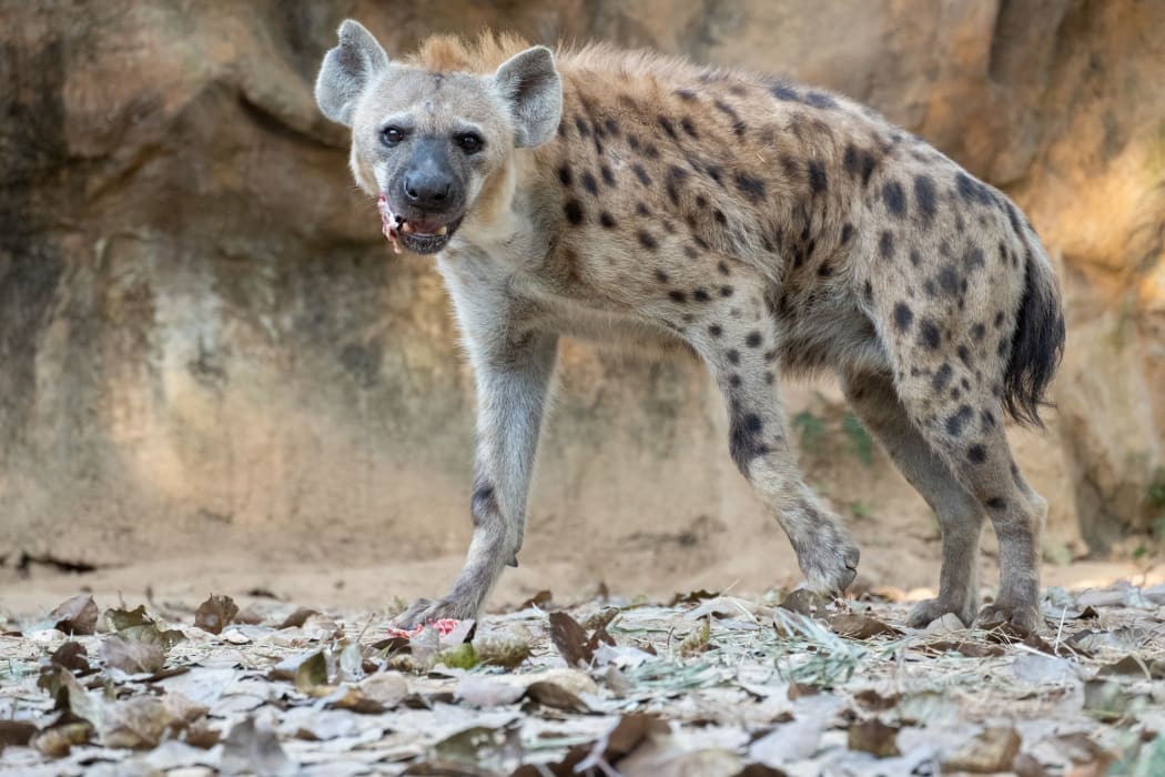 spotted hyena