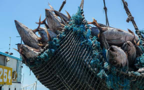 Frozen tuna being transhipped in Vidar in Papua New Guinea.
