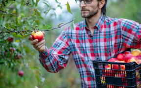 Picking apples. A man with a full basket of red apples in the garden. Organic apples.
