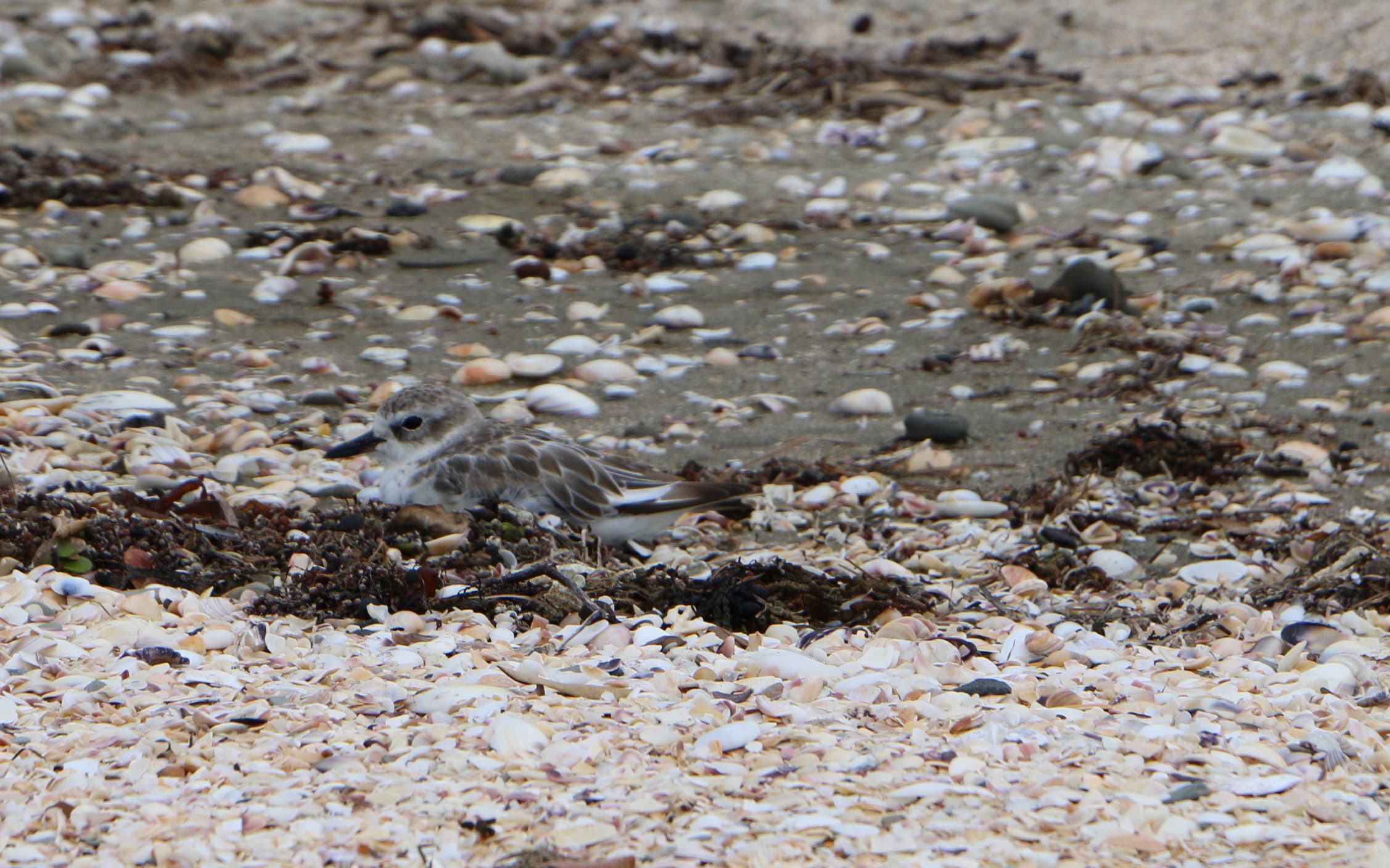 A dotterel in the shells and sand at Te Haruhi Bay.