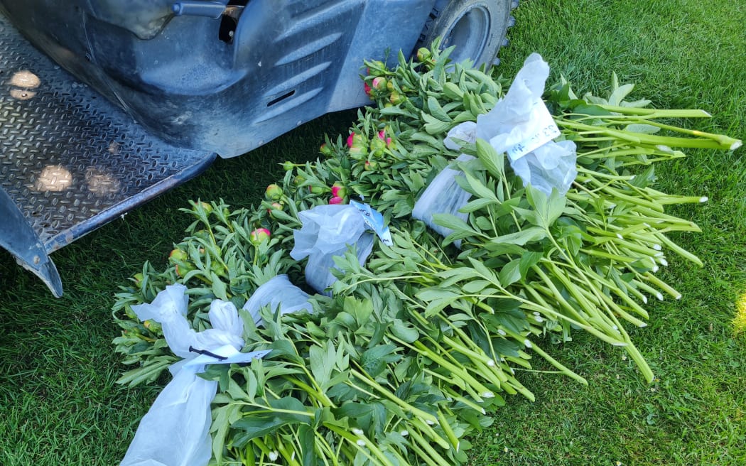 Prebbelton Peonies