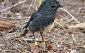 North Island Robin on Aotea Great Barrier Island