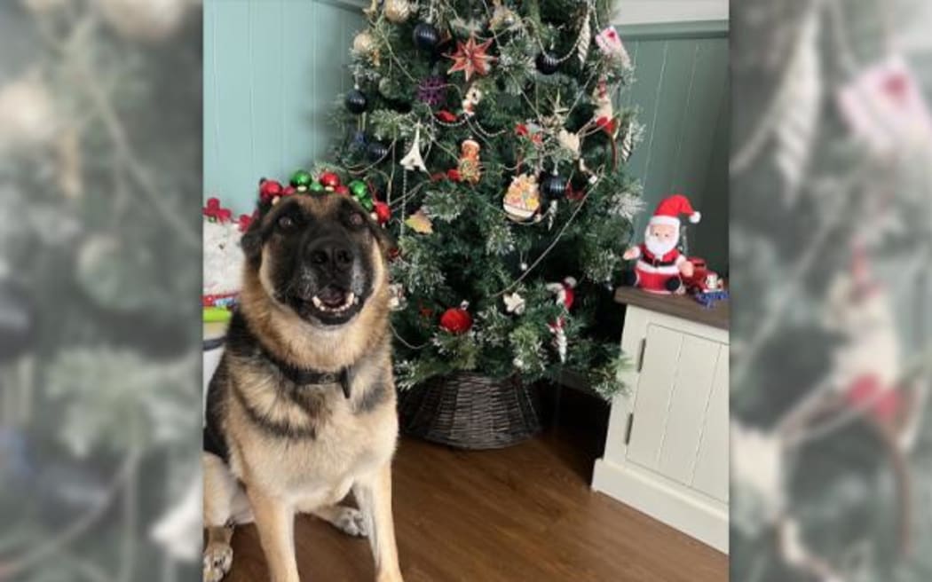 Police dog Teo has been recovering from a fall into scalding geothermal water.