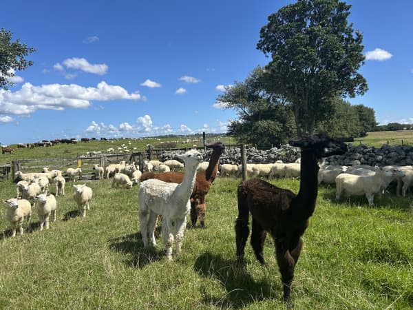 Picture of llamas on farmland alongside some sheep.