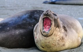 Gold harbour, South Georgia. Home to a large population of giantic Elephant Seals.