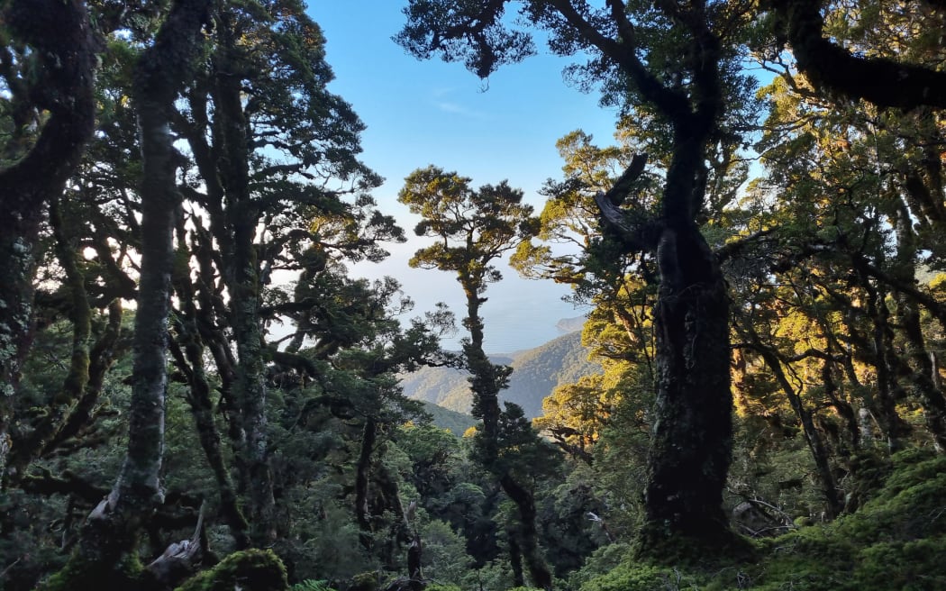 The Hump Ridge Track near Tuatapere.