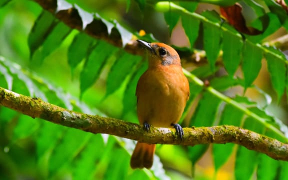The Kākerōri Bird was almost extinct in the early 1990s with less than 29 birds remaining in the wild, today there are well over 600 in Rarotonga and Atiu.