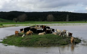 Cows escaping flood waters on Waihue Road in Dargaville.