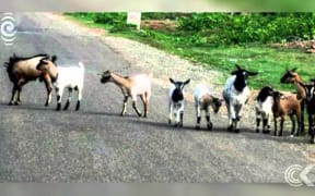 Goats on the loose in West Coast's Blackball: RNZ Checkpoint