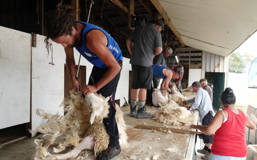 Dairy farmer and part-time shearer Stefan van Oorschot competes in the shearing competition.