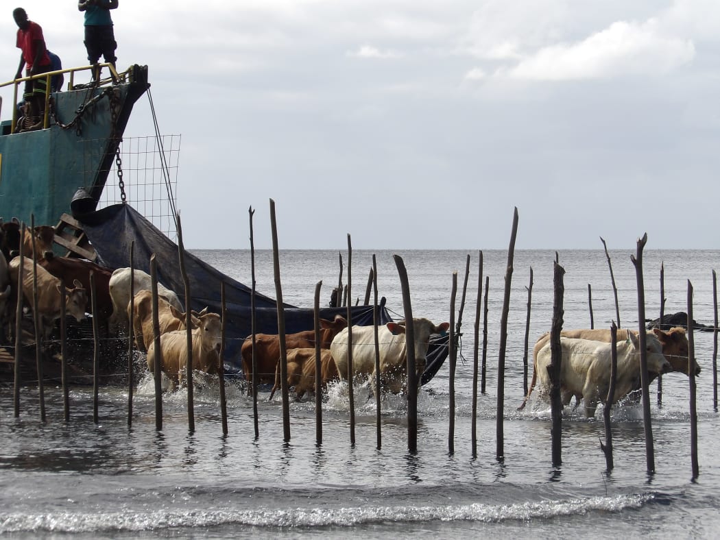Vanuatu cattle arriving on Ambrym