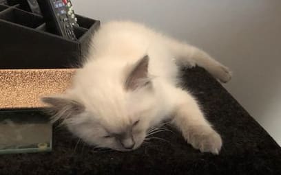 Kobe the cat, exhausted