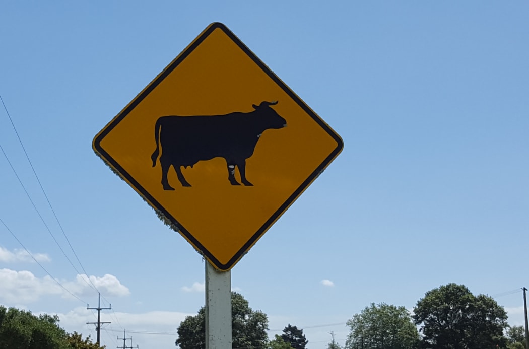 Cows crossing