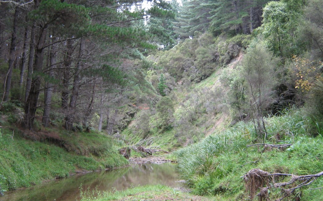 Regenerating native vegetation that will be enhanced with additional native planting. It will be permanently reserved as part of this project to further protect the waterways and riparian zones.