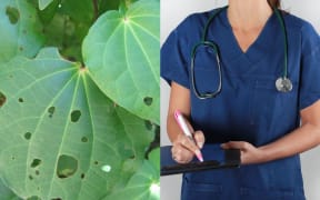 According to a new study, Māori want mainstream doctors to collaborate more with traditional rongoā Māori healers