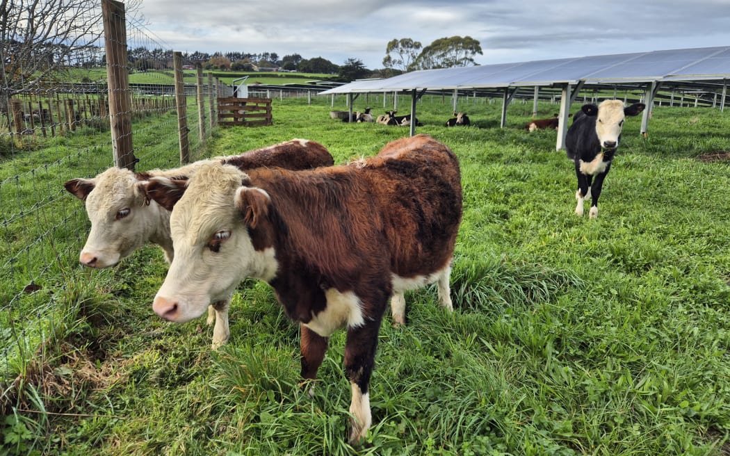 The couple run mobs of young heifers, up to about 200kg, under the solar panels across 3-ha on the farm.