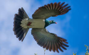 Kereru in flight.