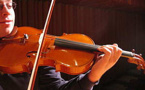 viola