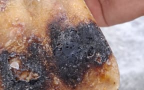 Photos supplied by Murchison Area School showing plastic packaging melted into the lunches provided to the school under the Ka Ora, Ka Ako Healthy School Lunches Programme.
