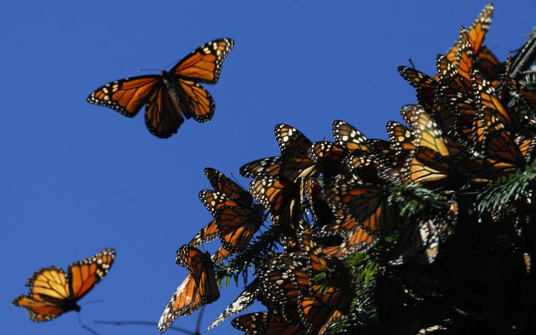 Monarch butterflies fly at the El Rosario butterfly sanctuary in Mexico.