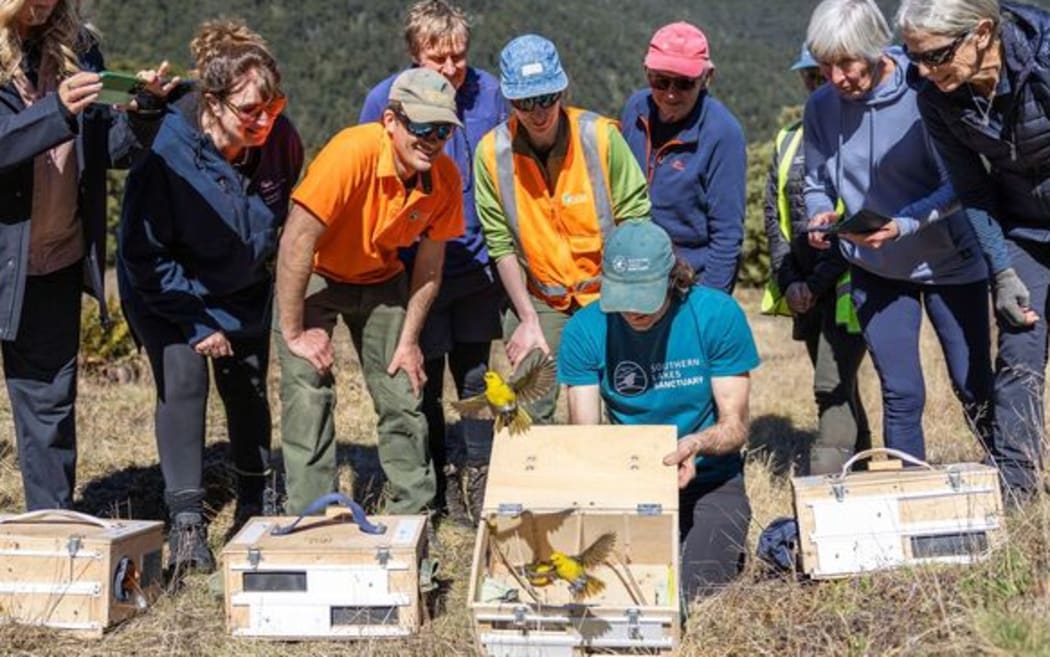 Volunteers releasing the mohua in Matukituki Valley, west of Wānaka, in October.