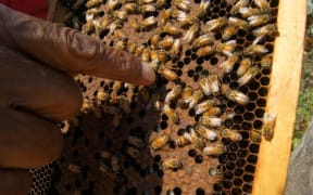 Bee-keeping is being taught in the Papua New Guinea Highlands