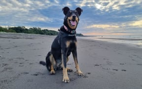 Sammy dog as recently featured in the Stuff newspapers pet photo competition.