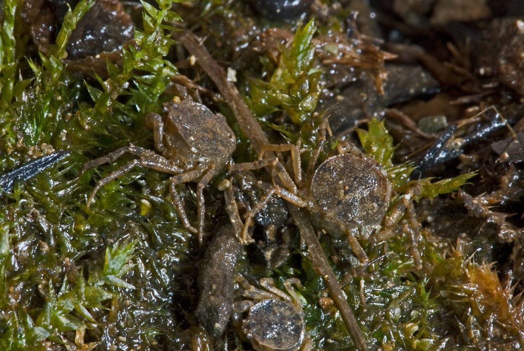 Fresh Water Crabs  - Amarinus lacustris