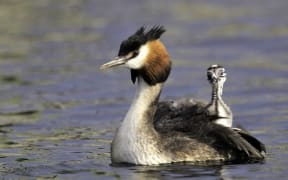 The Australasian Crested Grebe has won The Bird of the Century