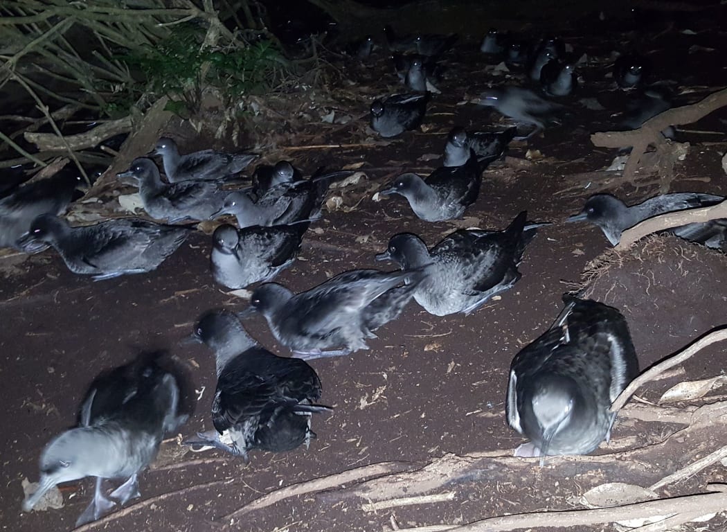 Hundreds of  tītī walking on the forest floor