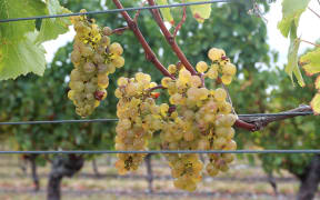 A weed controller has been finding wild grapes and olives in Marlborough.