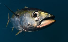 20445954 - a yellowfin tuna fish with a hook in its mouth from fishing