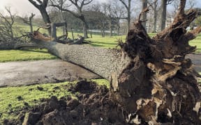 A tree uprooted in Domain Park, Auckland.