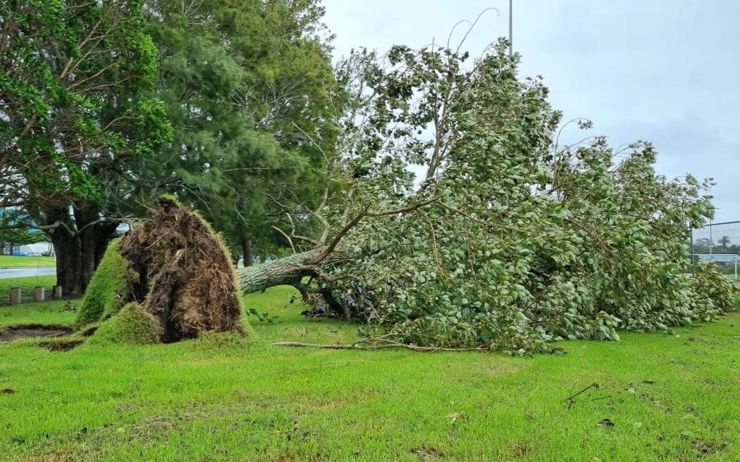 A tree is us uprooted near sports fields in Stanmore Bay, Auckland.