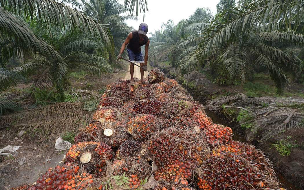 A worker at a palm plantation area in Indonesia's Sumatra island. Palm kernel expeller (PKE) is a by-product of the palm oil industry.