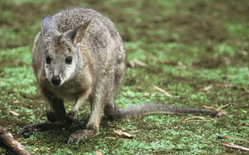 A wallaby which is considered a pest in New Zealand