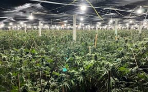 A grow house uncovered by Police.