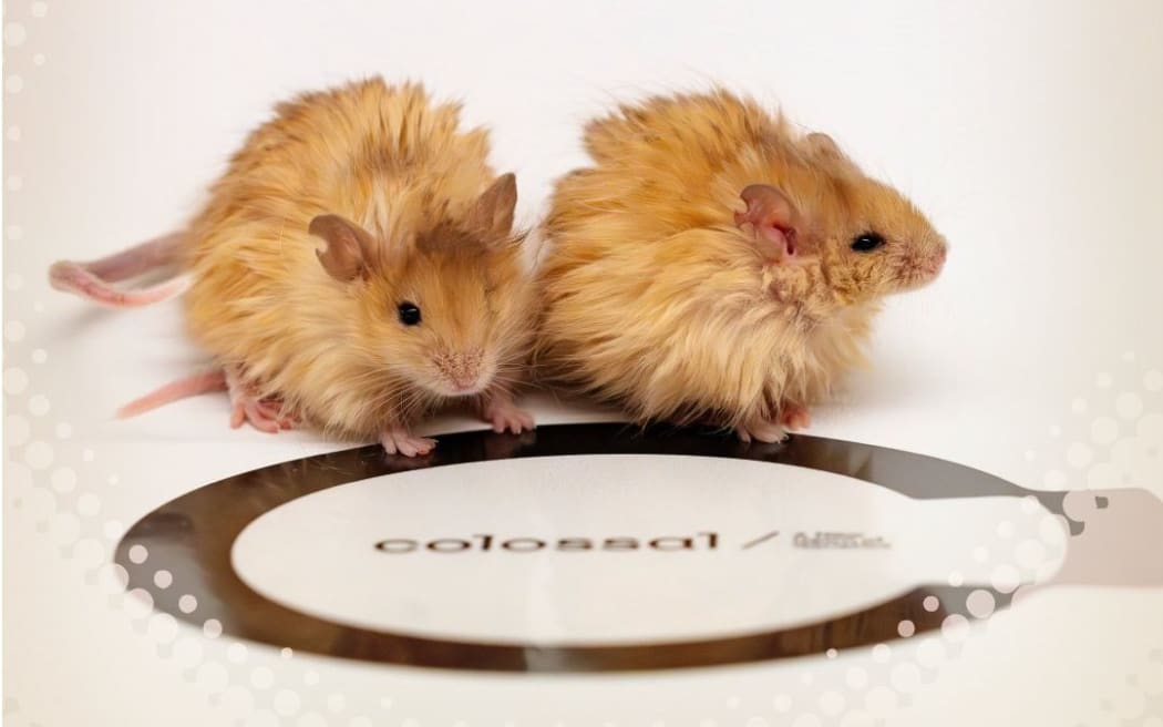 The genetically modified mice.
