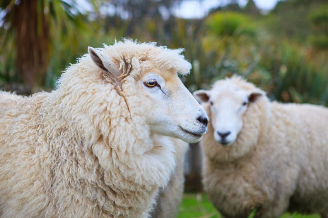 New Zealand merino sheep in rural livestock farm.