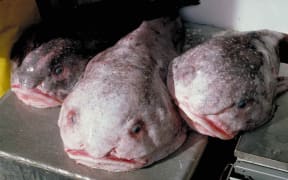 Blobfish are said to take on their so-called "ugly" appearance once they are removed from the water because they don't have strong bones or thick muscles to keep their shape. It is the water pressure that maintains their relatively normal appearance in the depths of the sea.