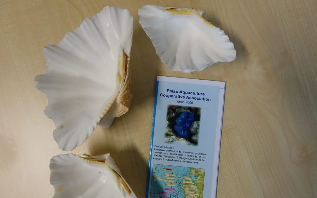 Clam shells from Palau