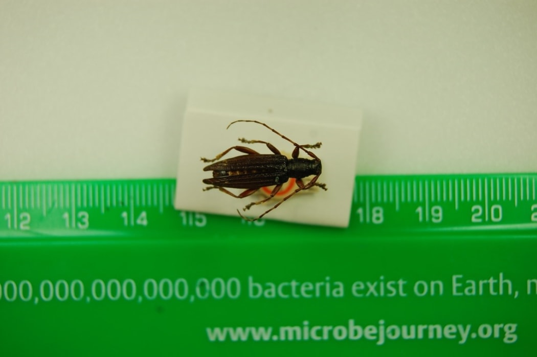 Pitt Island Longhorn Beetle